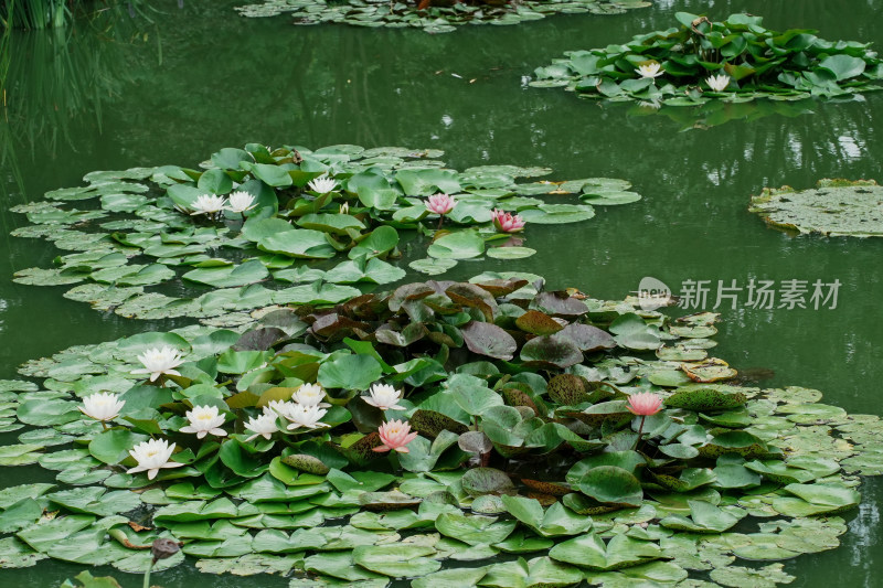 北京国家植物园睡莲