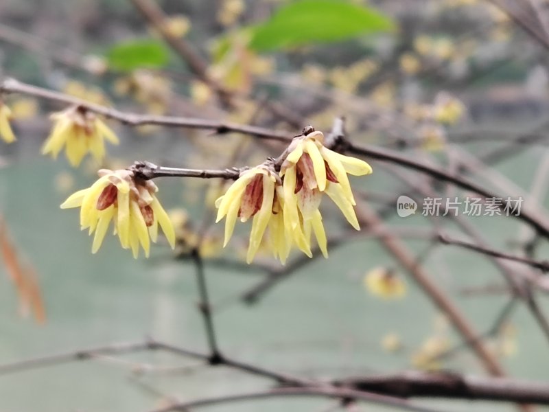 枝头绽放的黄色腊梅花特写