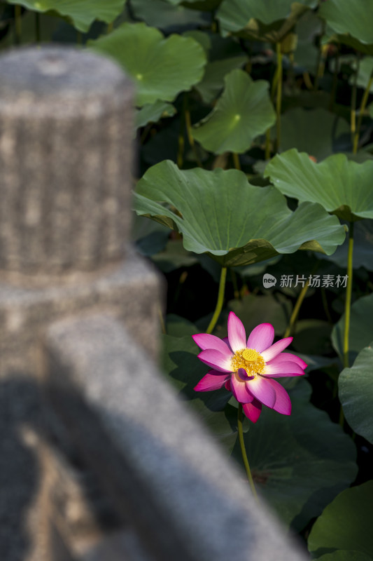 夏季公园荷塘荷叶丛中荷花特写