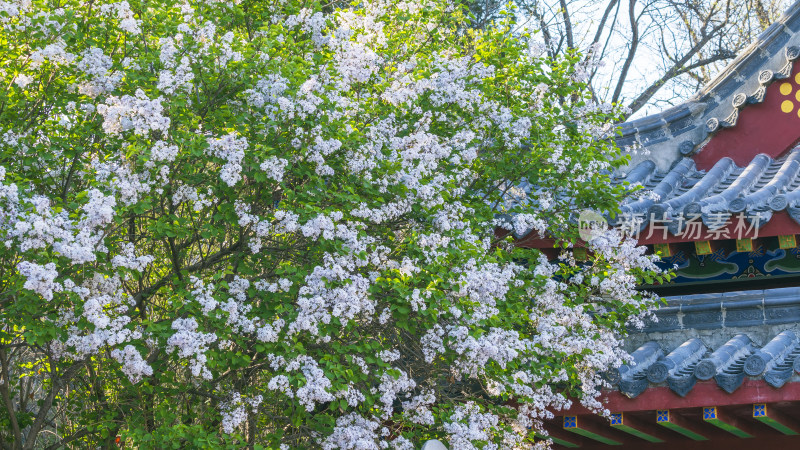 丁香花和古建筑一角