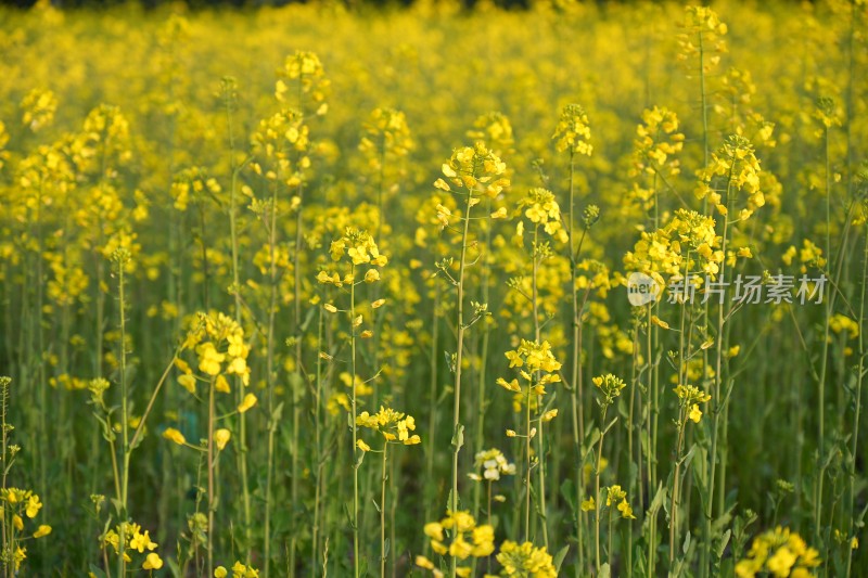 盛开的油菜花