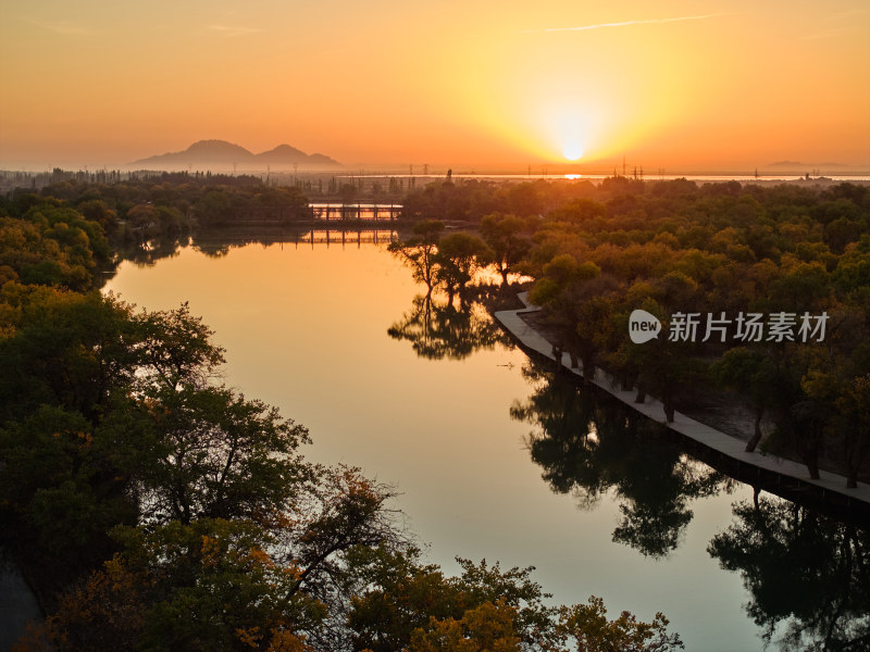 新疆巴楚红海景区的胡杨林