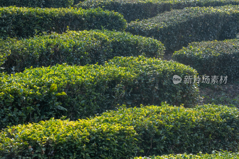 惠州柏塘绿茶茶园清晨时分茶树上的新鲜嫩芽