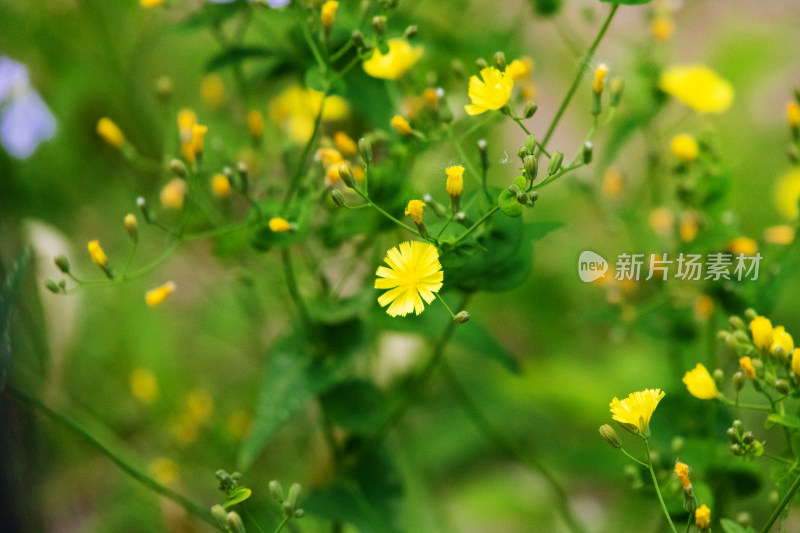 野菊花小黄花小菊花