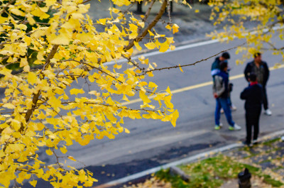 道路旁的银杏树下几个聚集的男性