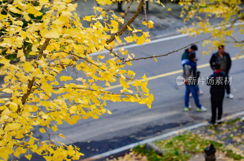 道路旁的银杏树下几个聚集的男性