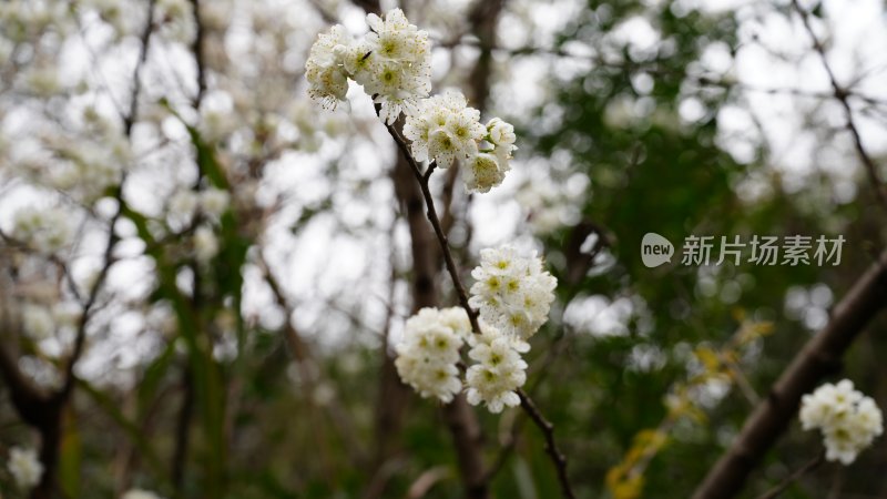 白色花海