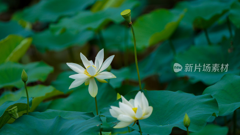 深圳洪湖公园荷花开