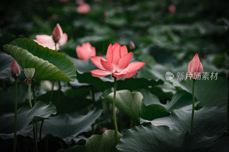 雨后荷花