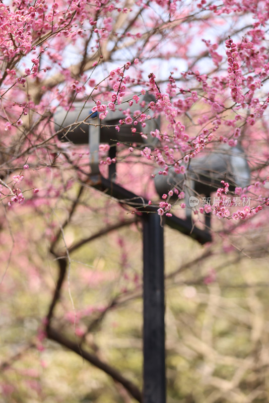 梅花与路灯特写