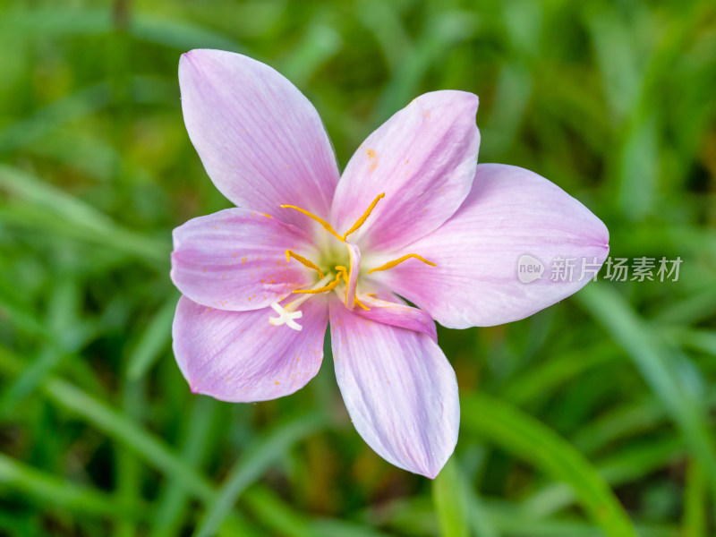 春天的韭莲开花