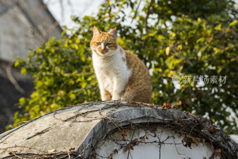 冬日晴天橘猫站在苏州园林怡园的墙上