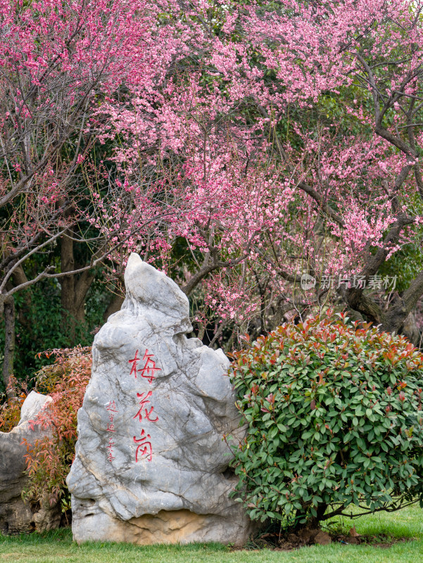 春天武汉东湖梅园里的景色