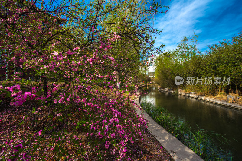 河畔盛开的粉色繁花景观