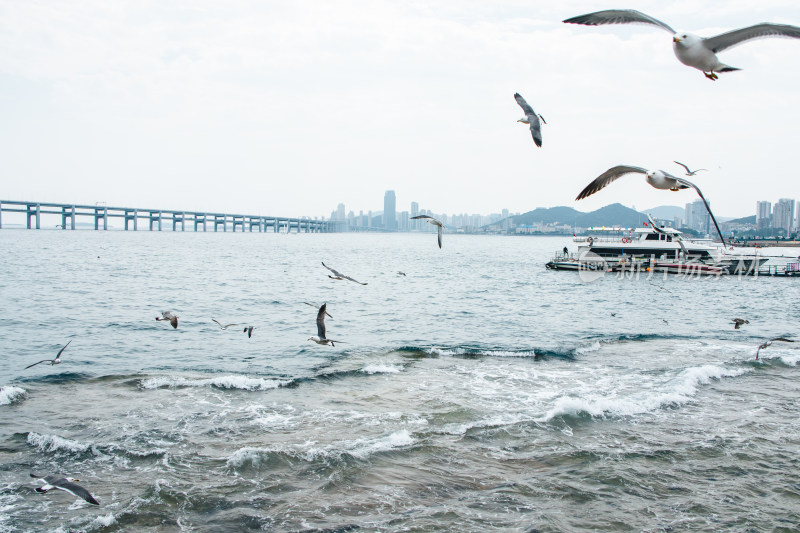 辽宁大连星海湾跨海大桥海鸥飞舞