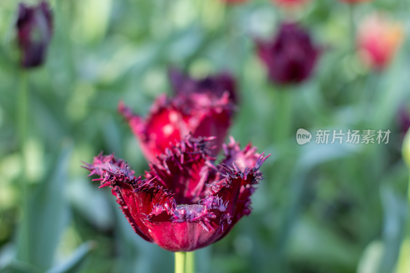 杭州太子湾多彩郁金香花海景观