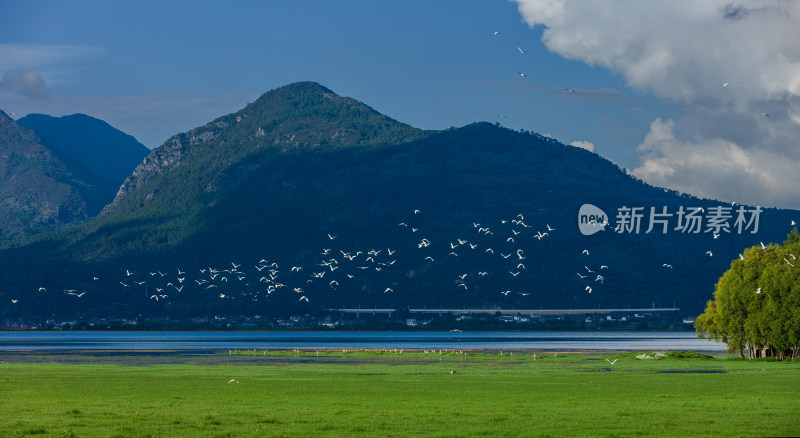 丽江拉市海湿地公园夏天的草地牛羊野鹤飞鸟