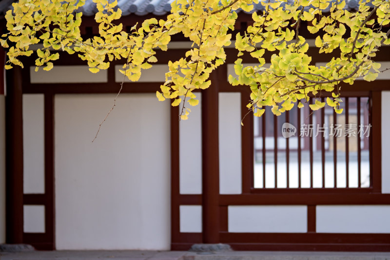 秋景的西安大唐芙蓉园内银杏