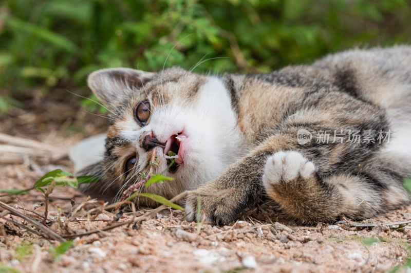 小猫咪、狸花猫、宠物猫