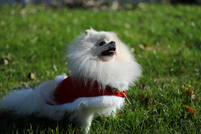 坐在草地上穿红色衣服的白色博美犬