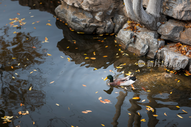 水中鸭子游弋落叶飘零的秋景