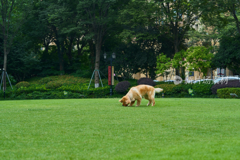 晴天在户外草地上欢快活动的金毛寻回犬