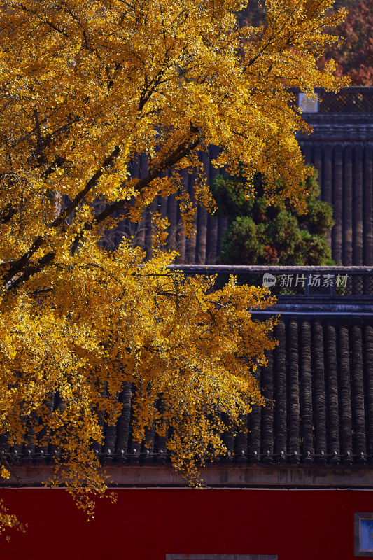 秋色相映的山中寺庙