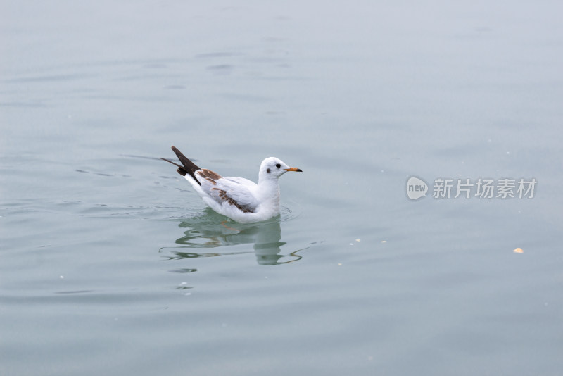 江面上的红嘴鸥