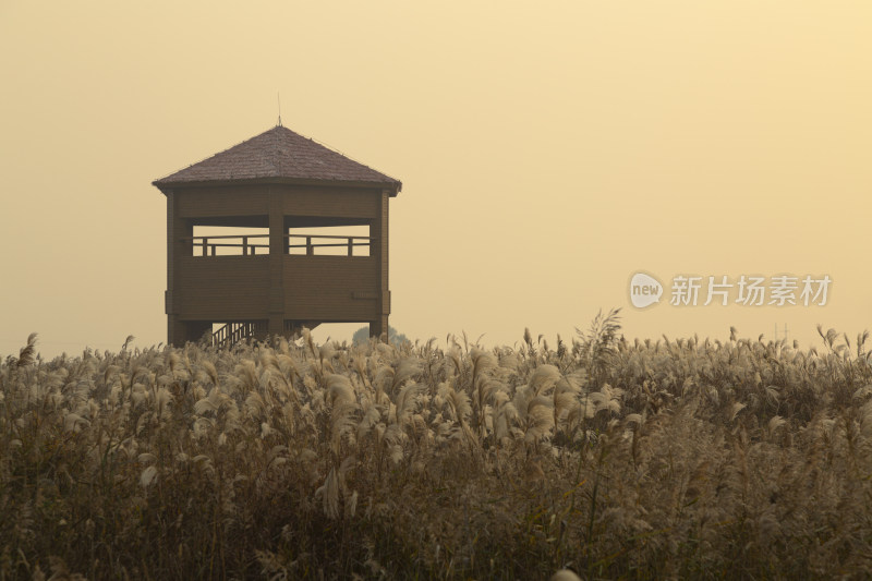 山东东营黄河三角洲入海口芦苇