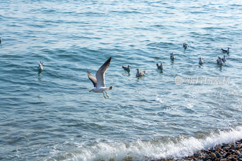 海浪下的海鸥群