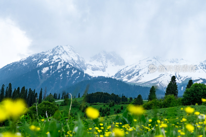 新疆雪山下草原上盛开的小黄花