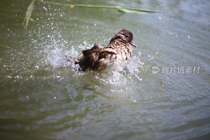 小鸳鸯水中嬉戏溅起水花