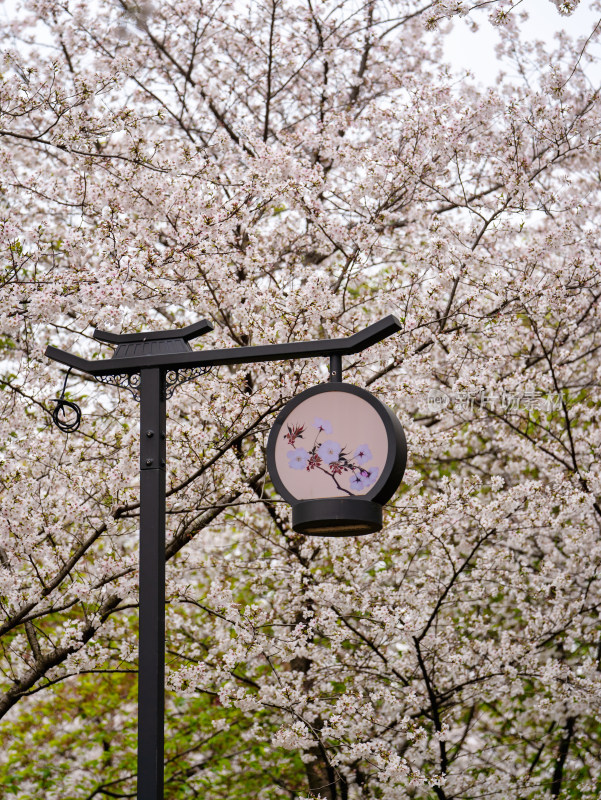 武汉东湖樱花园的樱花与建筑