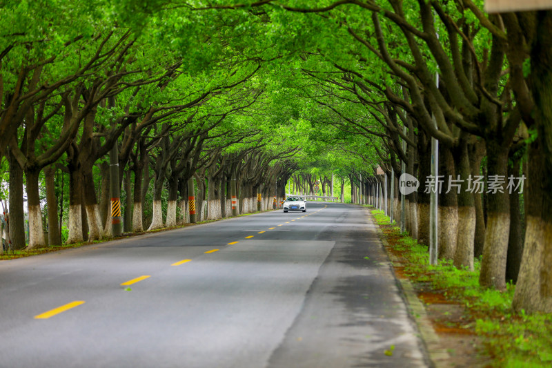 绿树成荫的道路及行驶车辆