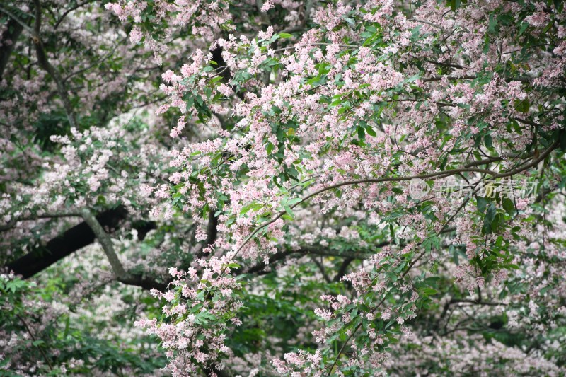 广东东莞：短萼仪花花开正盛