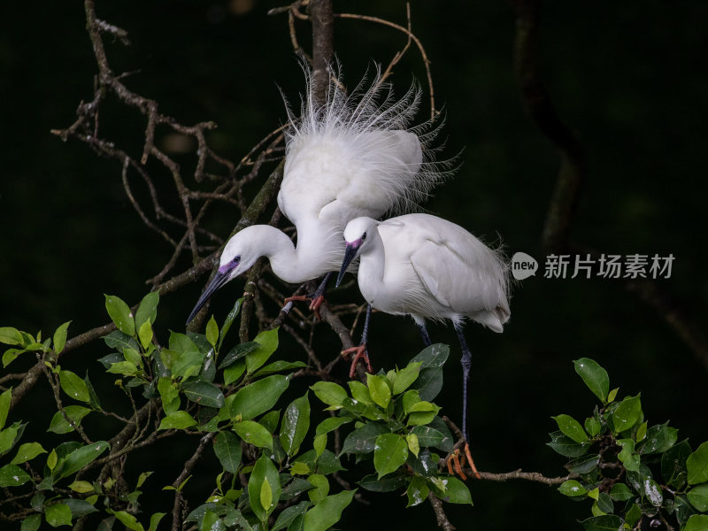 两只繁殖期的白鹭