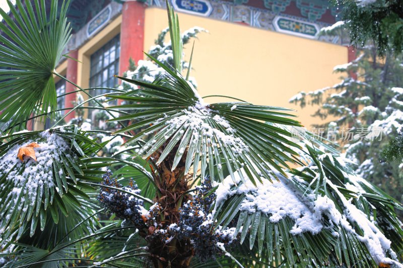 南京师范大学随园校区的雪景