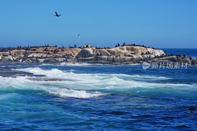 南非开普敦，海豹岛/德克岛，Duiker Island