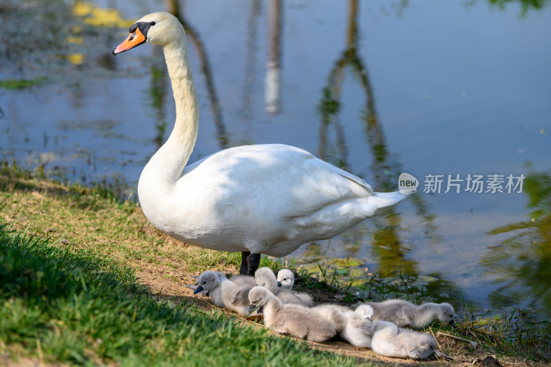 郑州北龙湖湿地公园黑疣鼻天鹅和幼崽家族