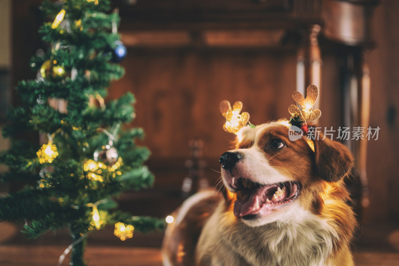 室内一只圣诞节装扮的可爱牧羊犬