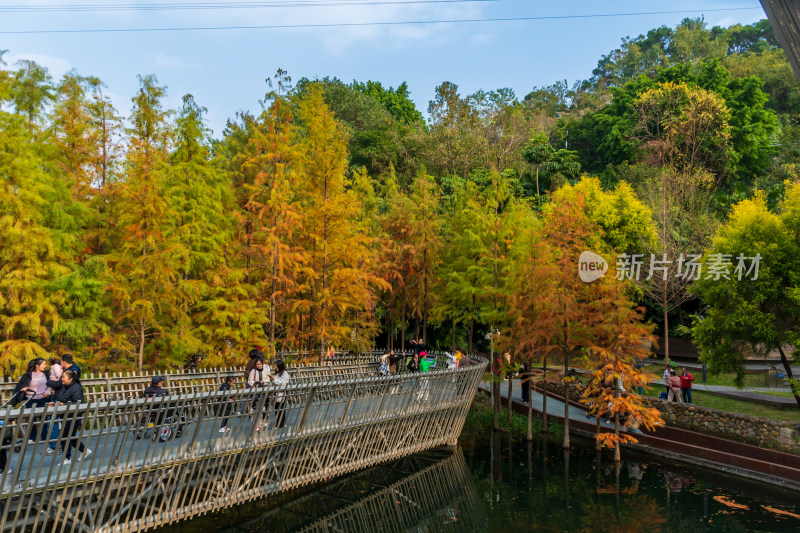 福州福道秋日公园树林景观