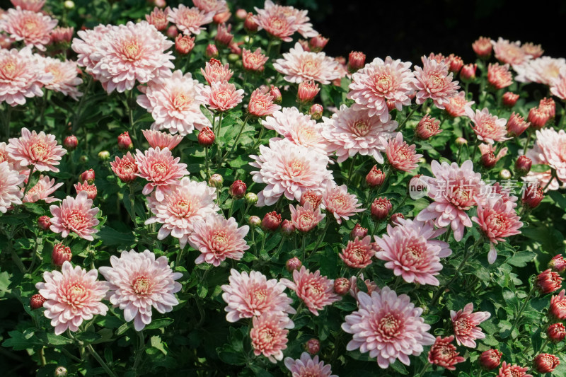 北京国家植物园菊花展