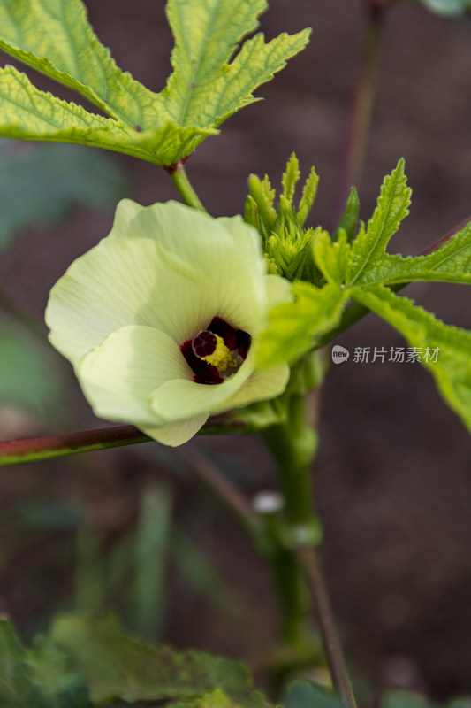 蔬菜园花花草草