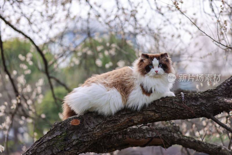 布偶猫 宠物