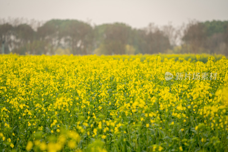 武汉东湖油菜花花海