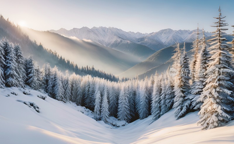 冬季森林白雪覆盖风景