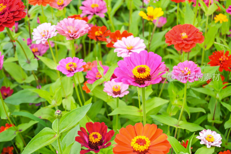 盛开的格桑花、百日草、非洲菊