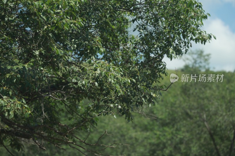 户外绿树繁茂枝叶景象