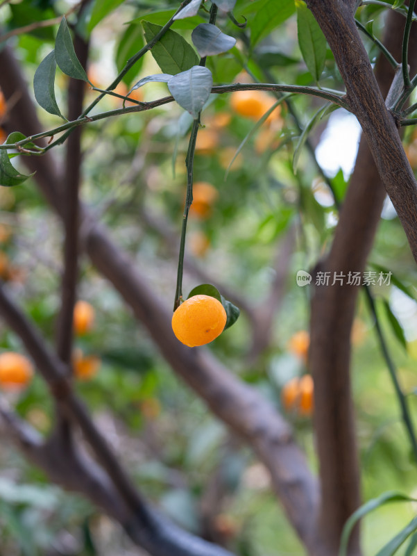秋天的果树橘子