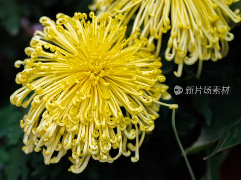 户外秋日菊花特写